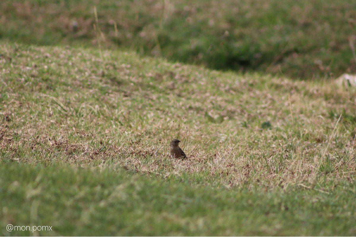 Plain-colored Seedeater - ML646501784
