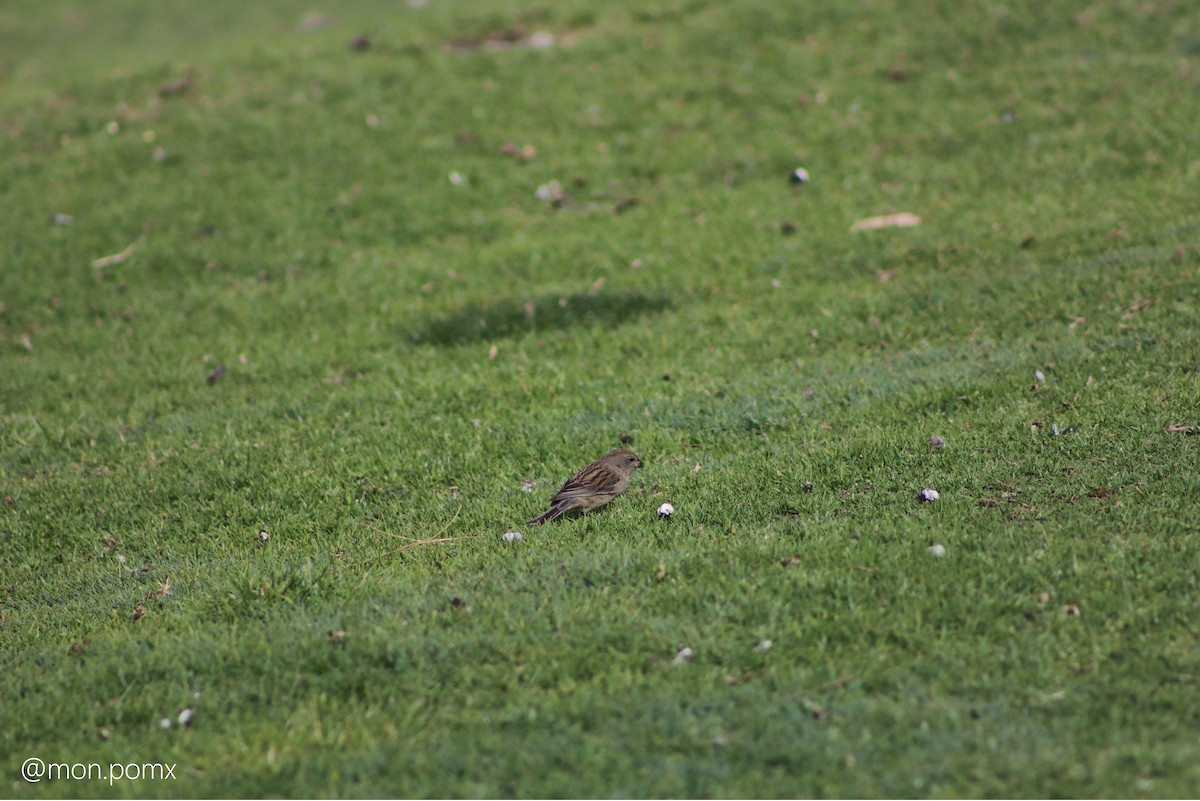 Plain-colored Seedeater - ML646501794