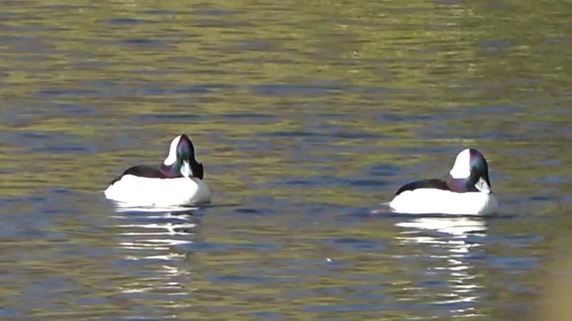 עבראש לבנוני - ML646501797