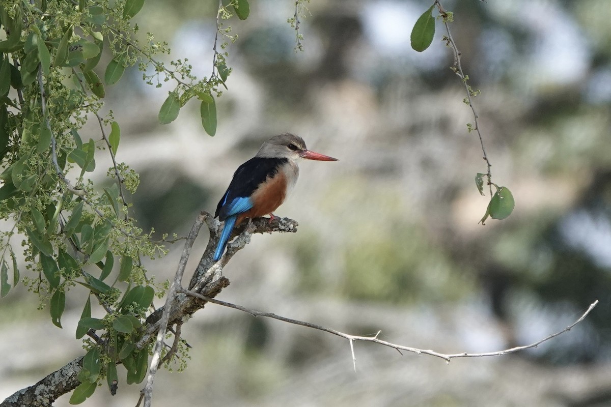 ledňáček šedohlavý - ML646501798