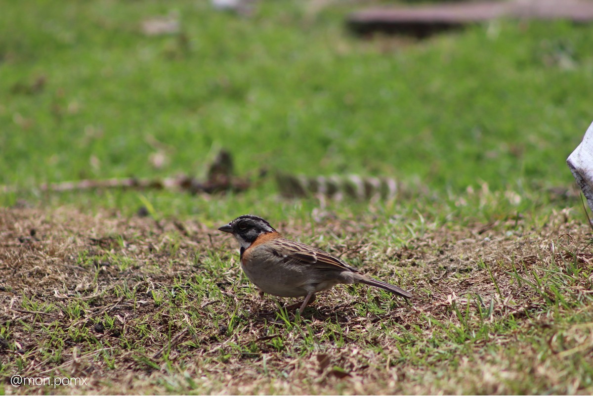 Rufous-collared Sparrow - ML646501800