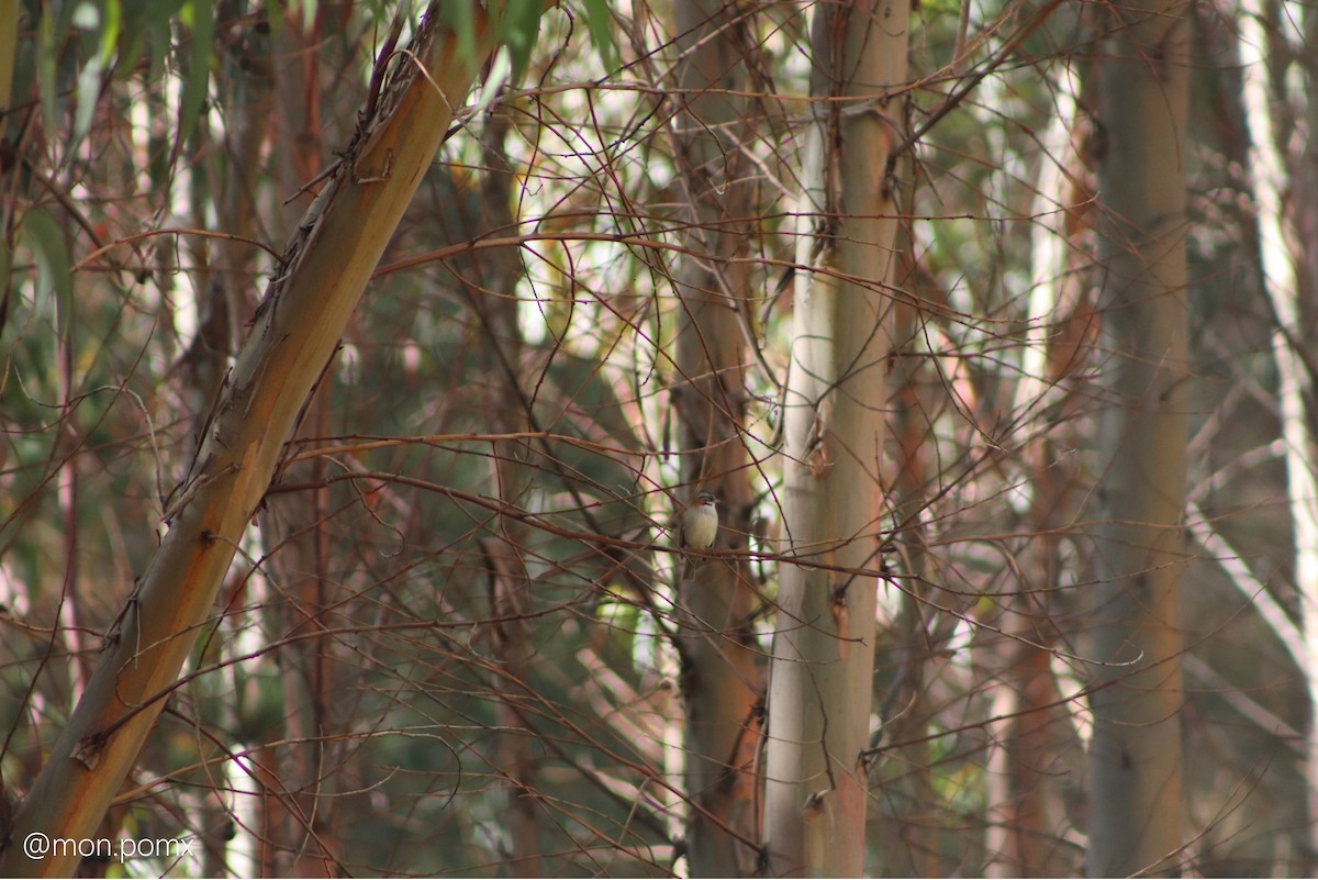 Rufous-collared Sparrow - ML646501801