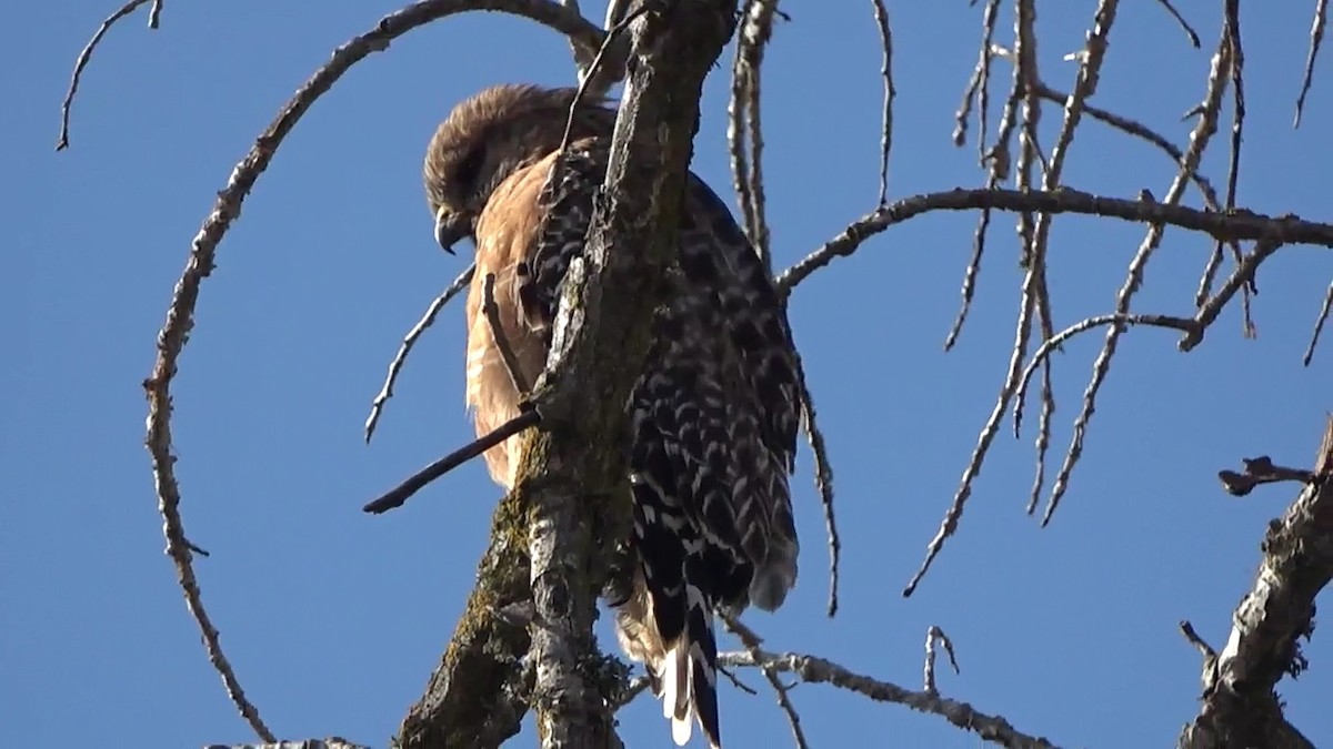 Red-shouldered Hawk - ML646501802