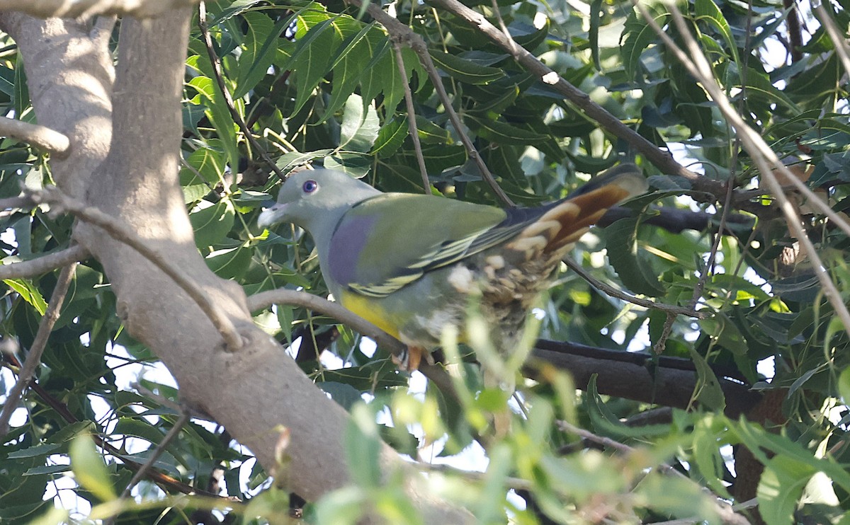 Вінаго жовточеревий - ML646501803