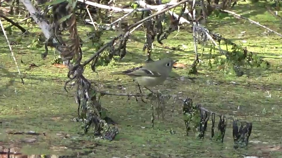 מלכילון אמריקני - ML646501805