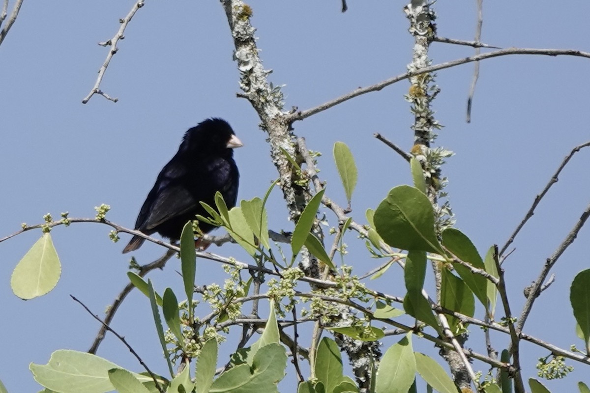 Village Indigobird - ML646501806