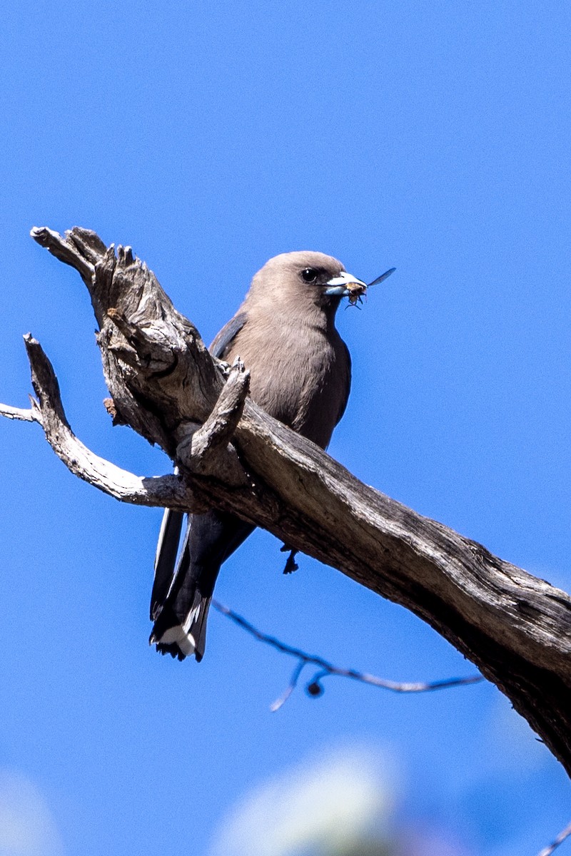 Dusky Woodswallow - ML646501808