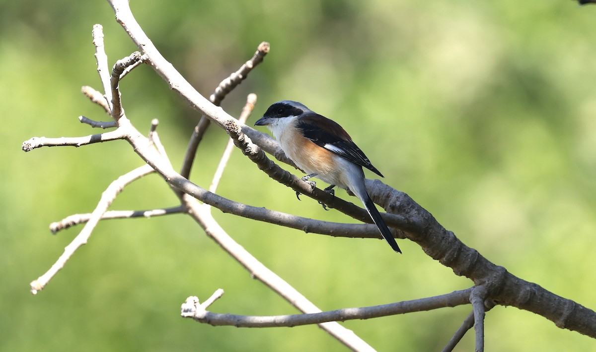 Bay-backed Shrike - ML646501812