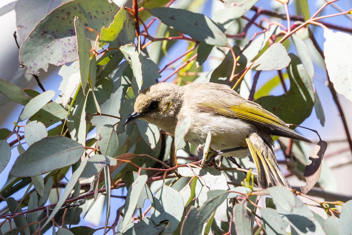Fuscous Honeyeater - ML646501813