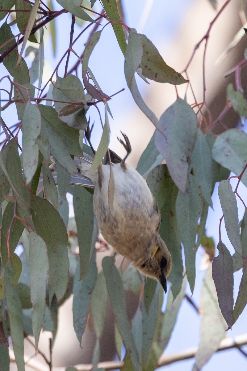 Fuscous Honeyeater - ML646501814