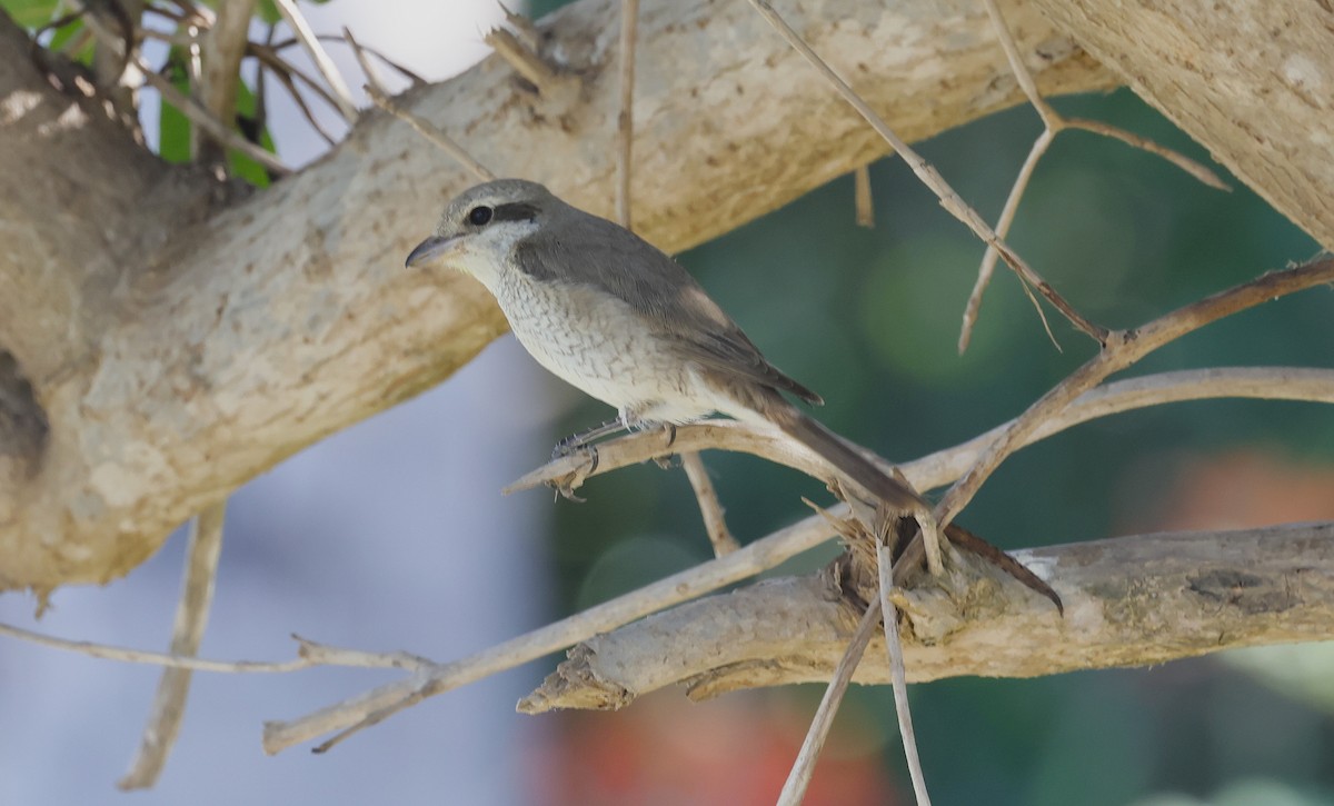 Red-tailed Shrike - ML646501826