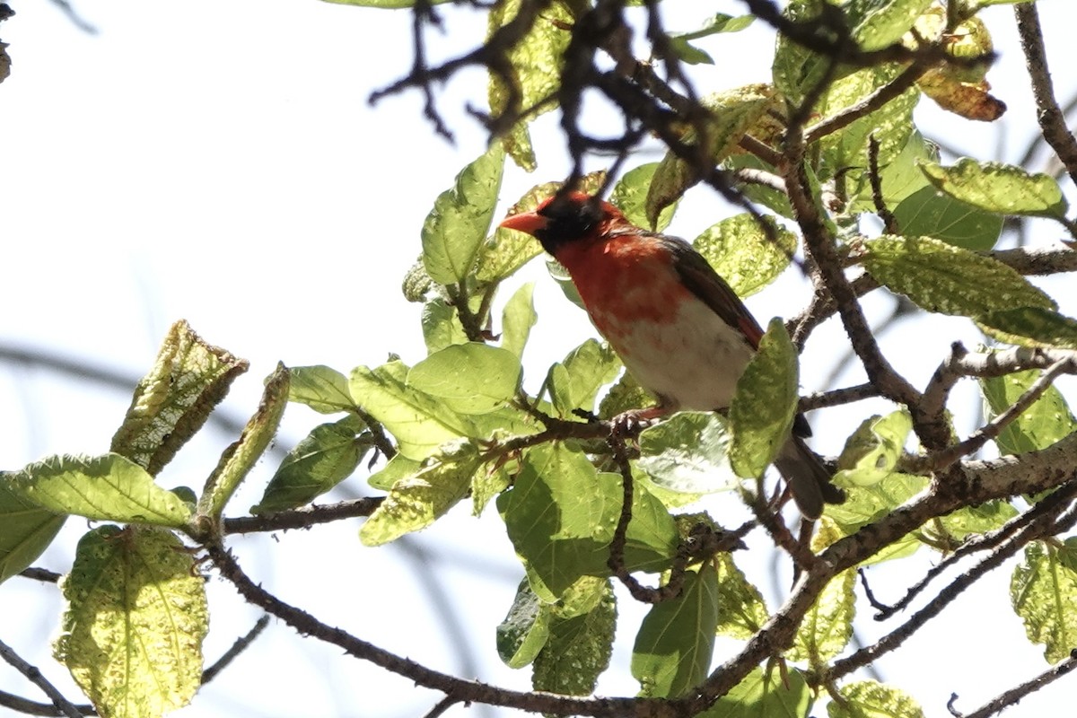 Red-headed Weaver - ML646501832