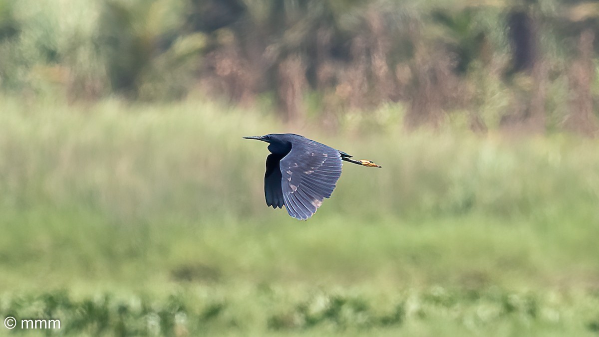 Black Heron - ML646501834