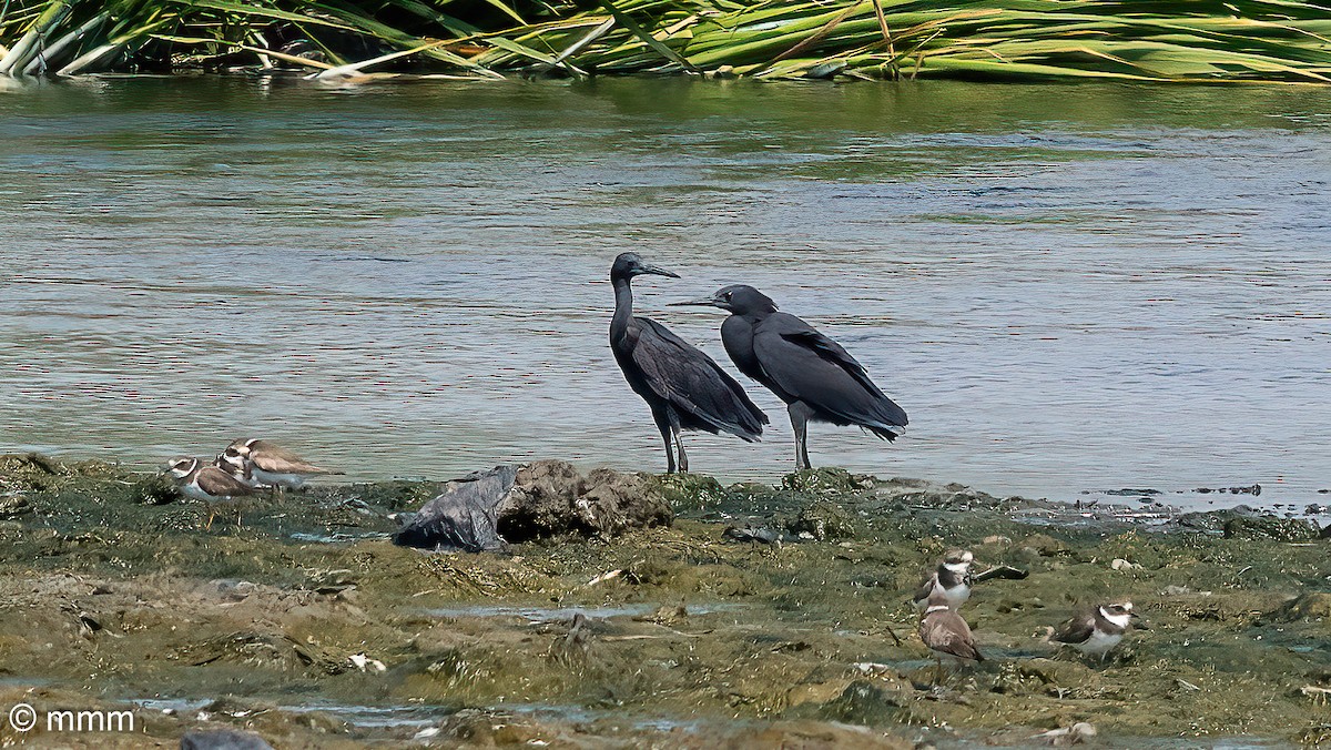 Black Heron - ML646501835