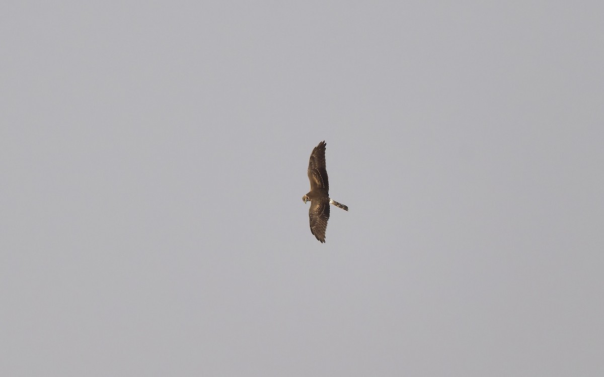 Pallid Harrier - ML646501837