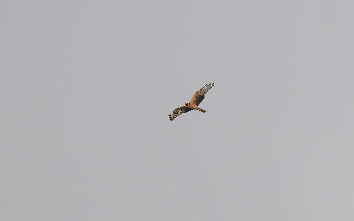 Pallid Harrier - ML646501838