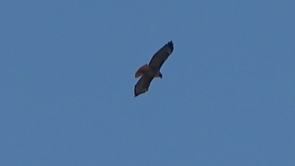 Red-tailed Hawk - ML646501840