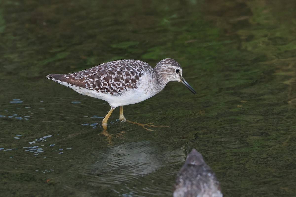 Wood Sandpiper - ML646501841