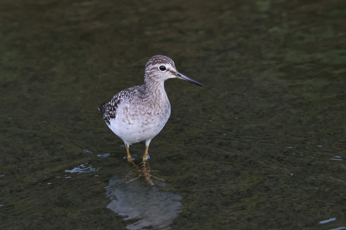 vodouš bahenní - ML646501842