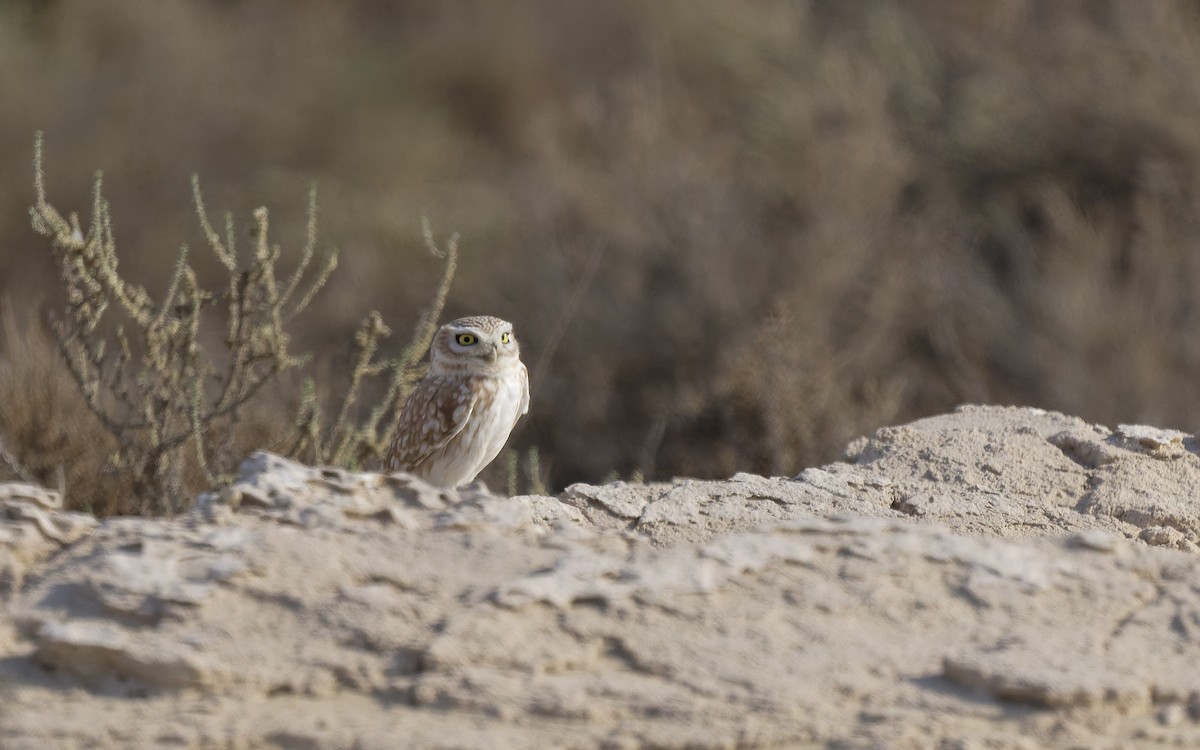 Хотны бүгээхэй - ML646501847