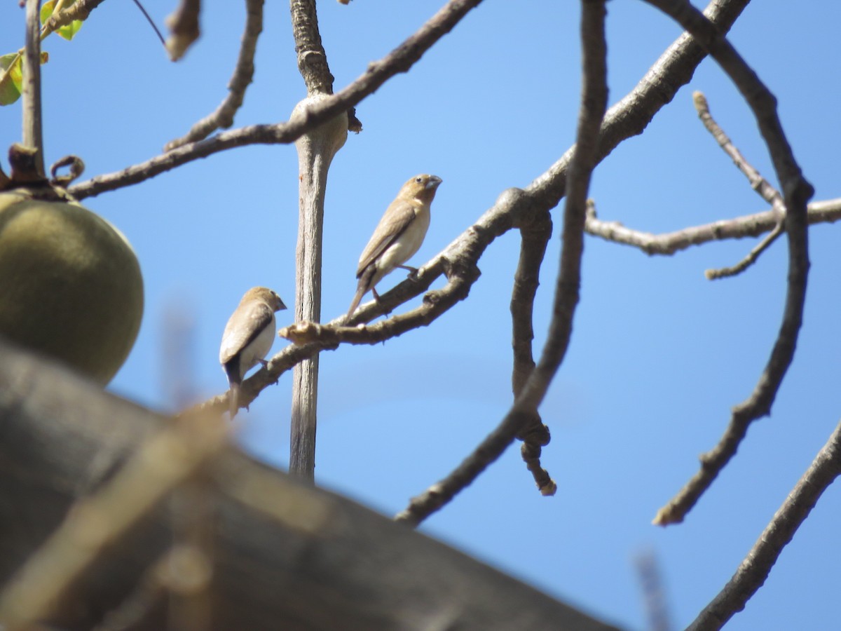 African Silverbill - ML646501850