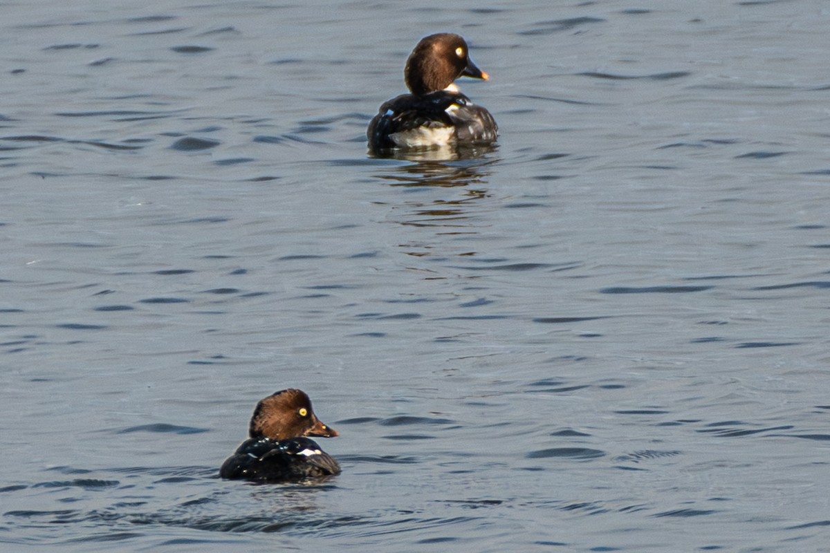 Garrot à oeil d'or - ML646501853