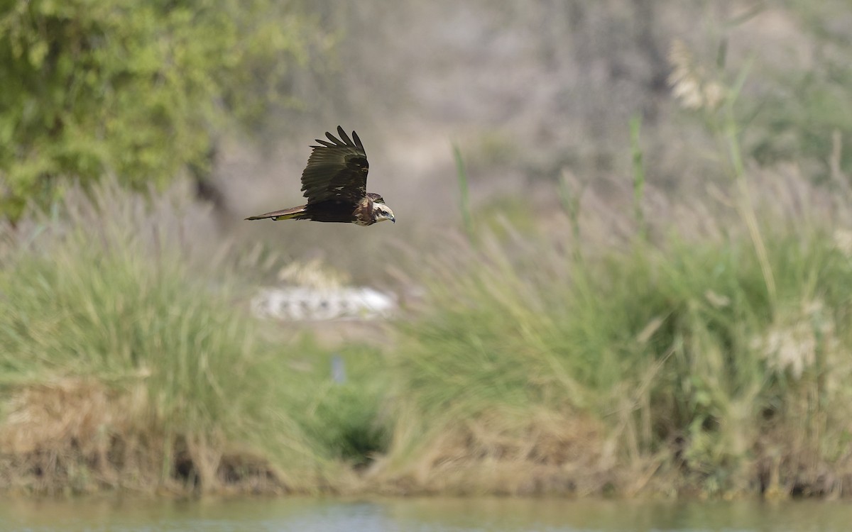 Намгийн хулд - ML646501854
