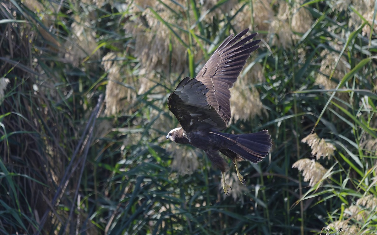 Намгийн хулд - ML646501855