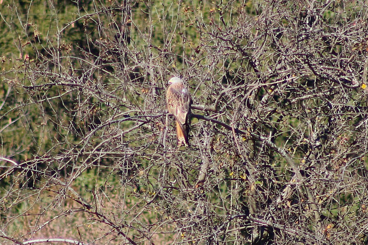 Red Kite - ML646501858