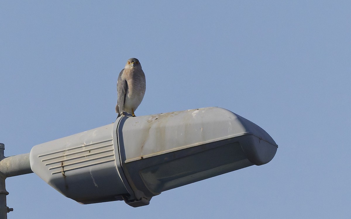 Үүрсээ харцага - ML646501859