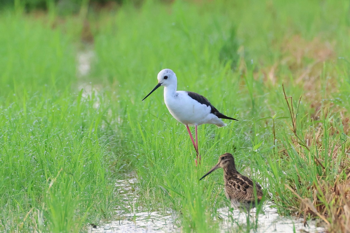 Black-winged Stilt - ML646501861