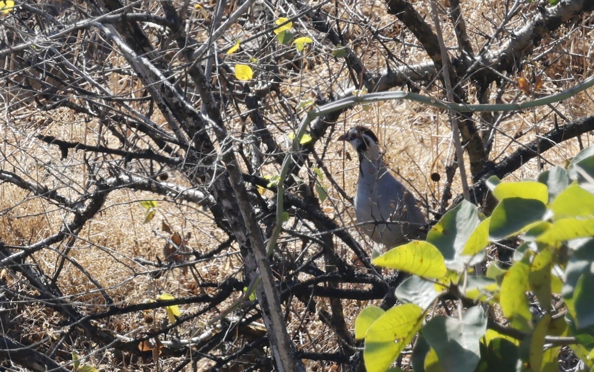 アラビアイワシャコ - ML646501865