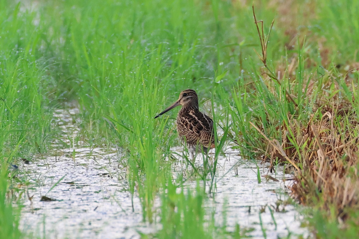 Swinhoe's/Pin-tailed Snipe - ML646501868
