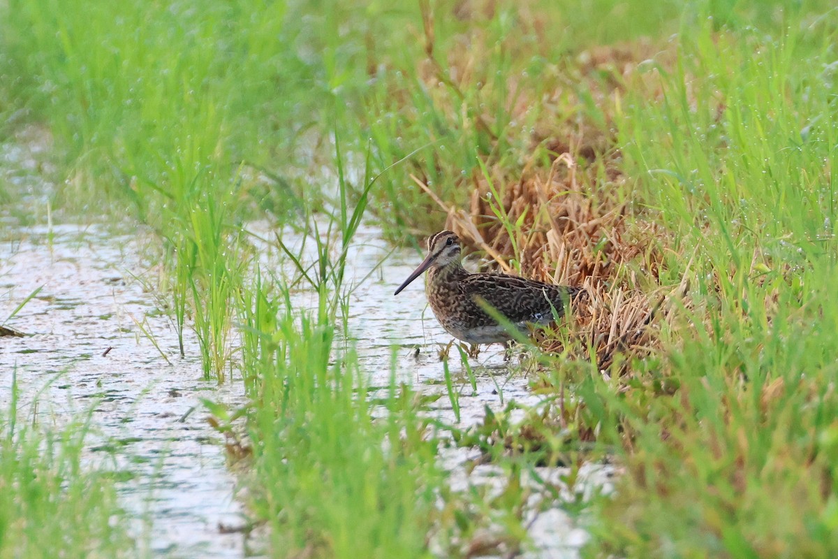 Swinhoe's/Pin-tailed Snipe - ML646501869