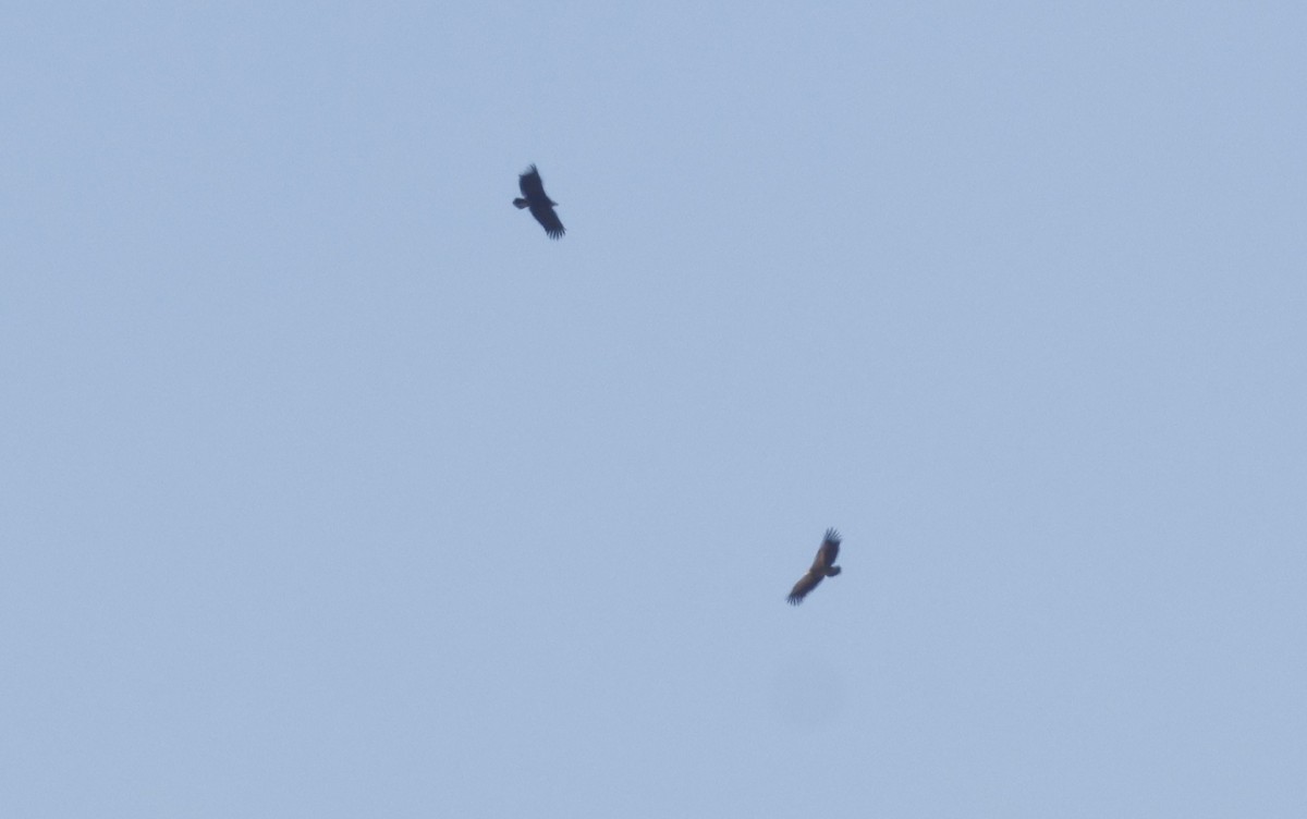 Buitre Negro - ML646501870