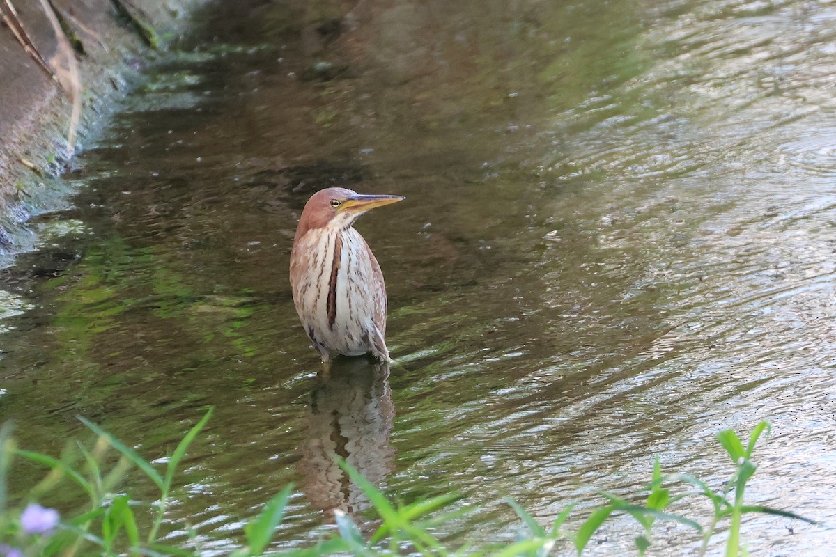 Cinnamon Bittern - ML646501872