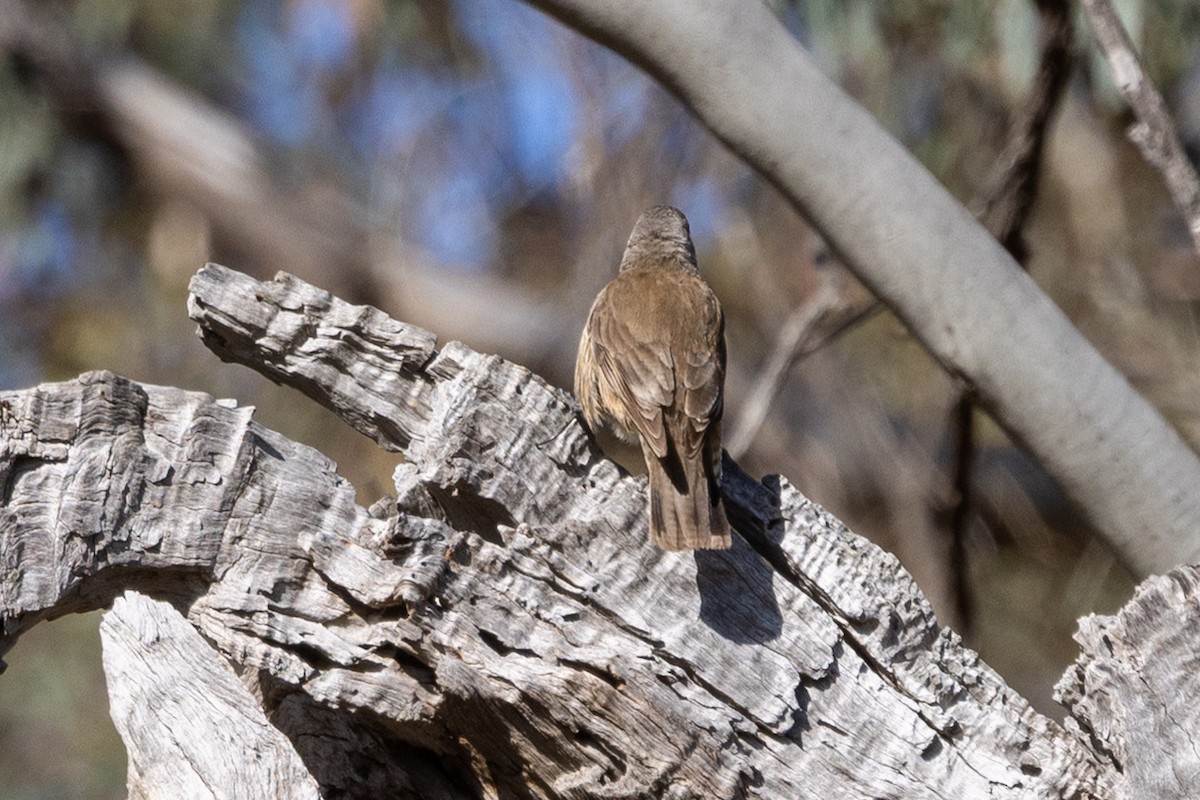 Brown Treecreeper - ML646501873