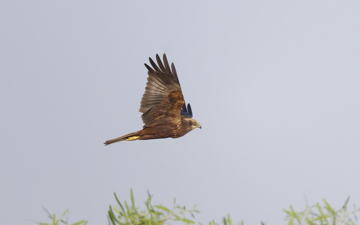 Намгийн хулд - ML646501874