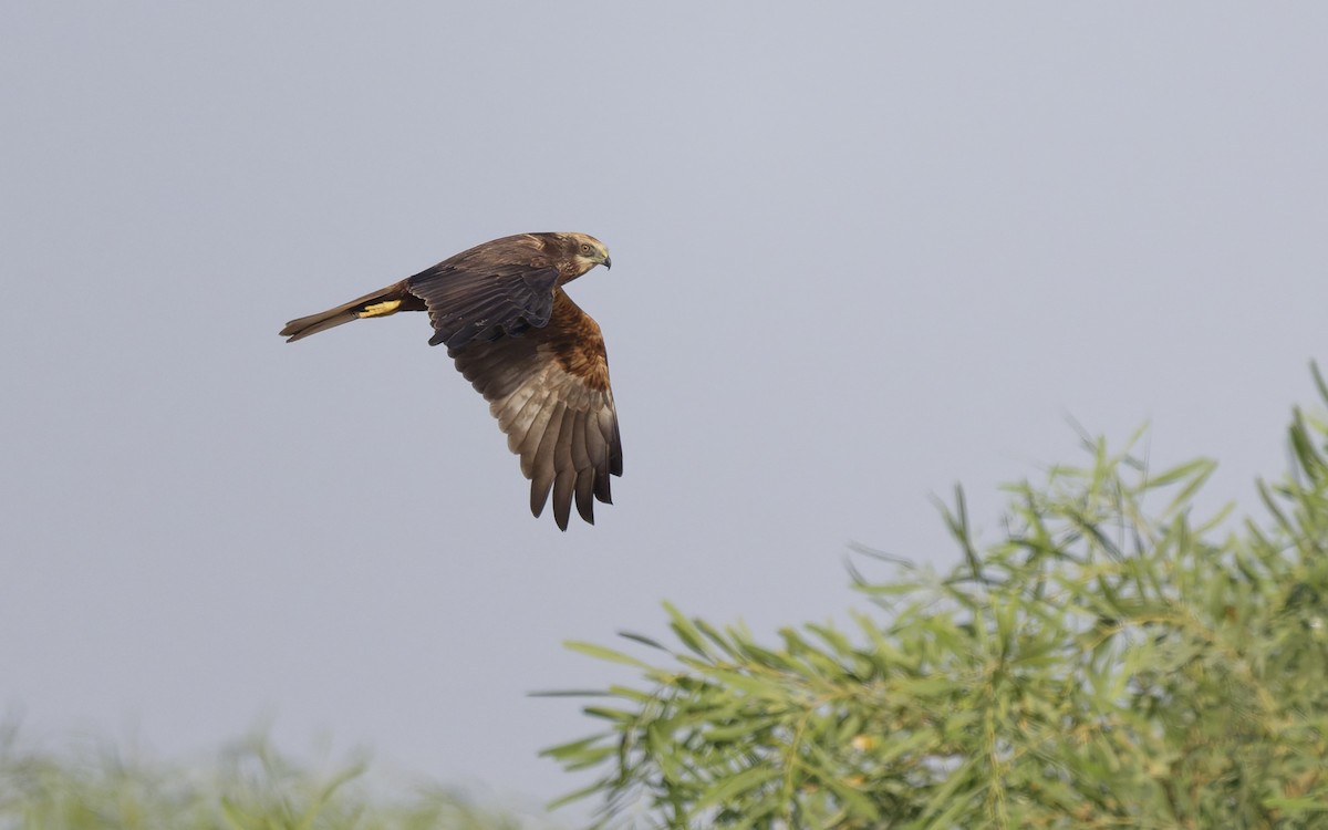 Намгийн хулд - ML646501875