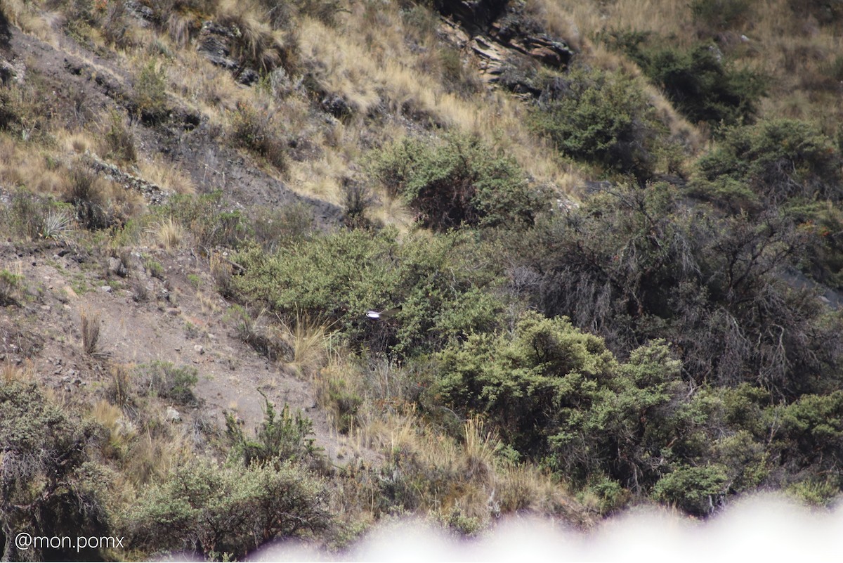 Variable Hawk (Puna) - ML646501876