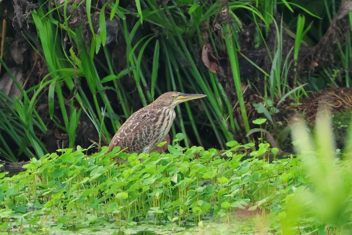 Cinnamon Bittern - ML646501877