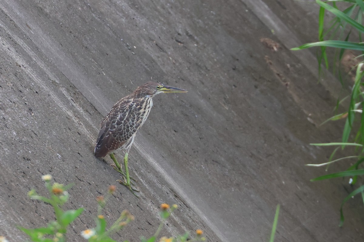 Cinnamon Bittern - ML646501878