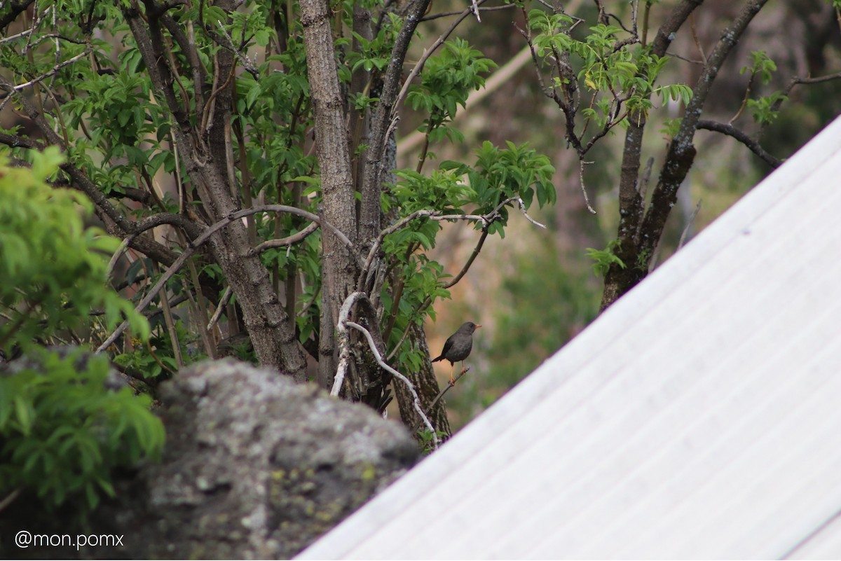 Great Thrush - ML646501879