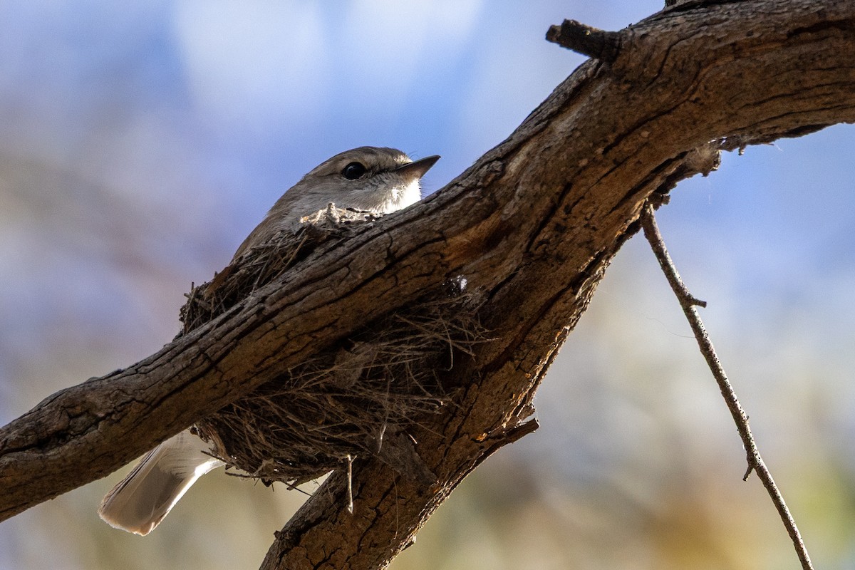 Jacky-winter - ML646501881