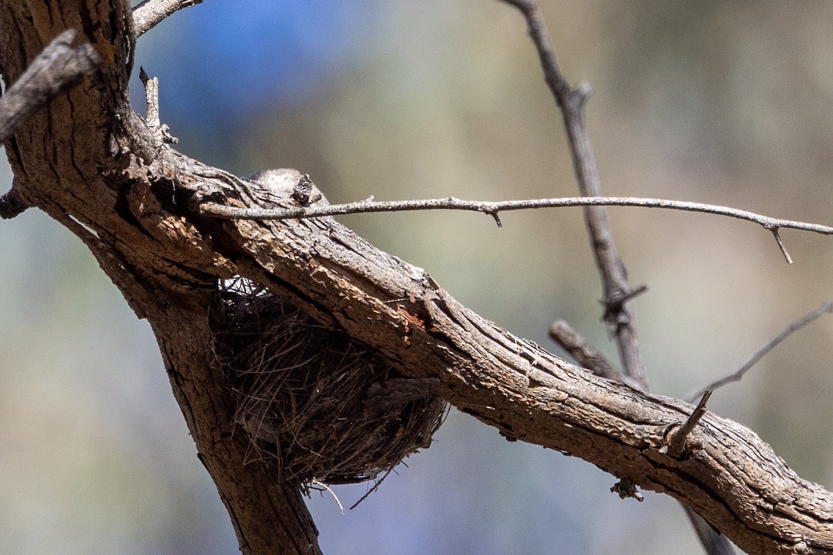 Jacky-winter - ML646501883