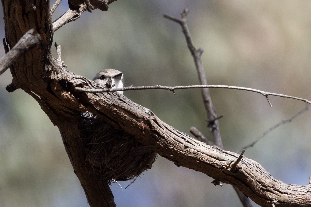 Jacky-winter - ML646501884