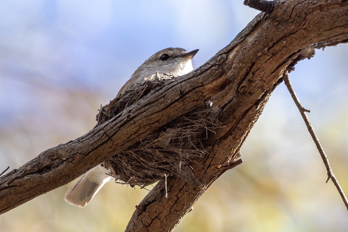 Jacky-winter - ML646501885