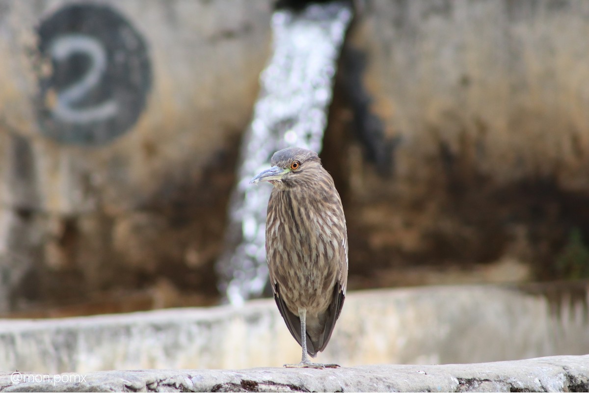 Black-crowned Night Heron - ML646501886