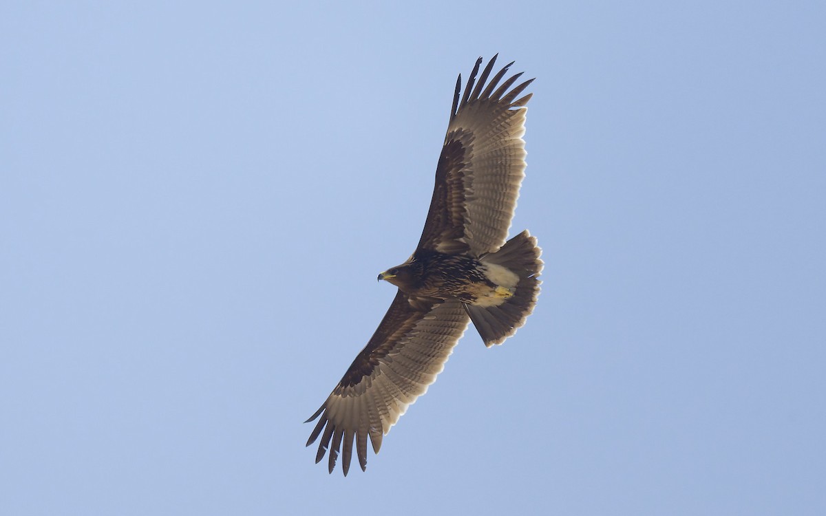 Greater Spotted Eagle - ML646501887