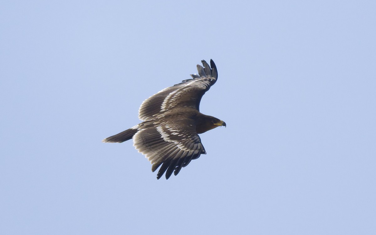 Greater Spotted Eagle - ML646501888